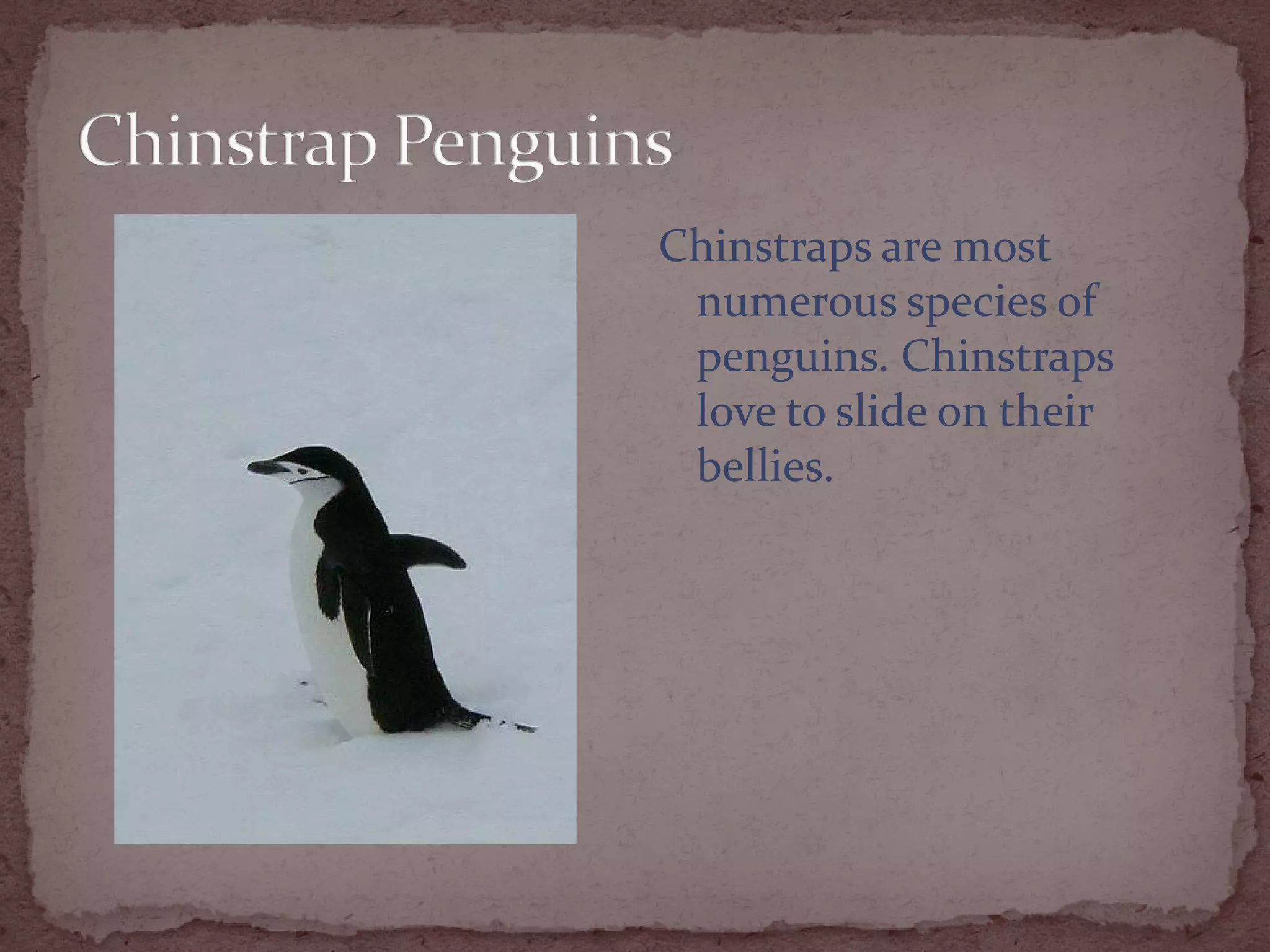 Chinstraps are most
 numerous species of
 penguins. Chinstraps
 love to slide on their
 bellies.
 