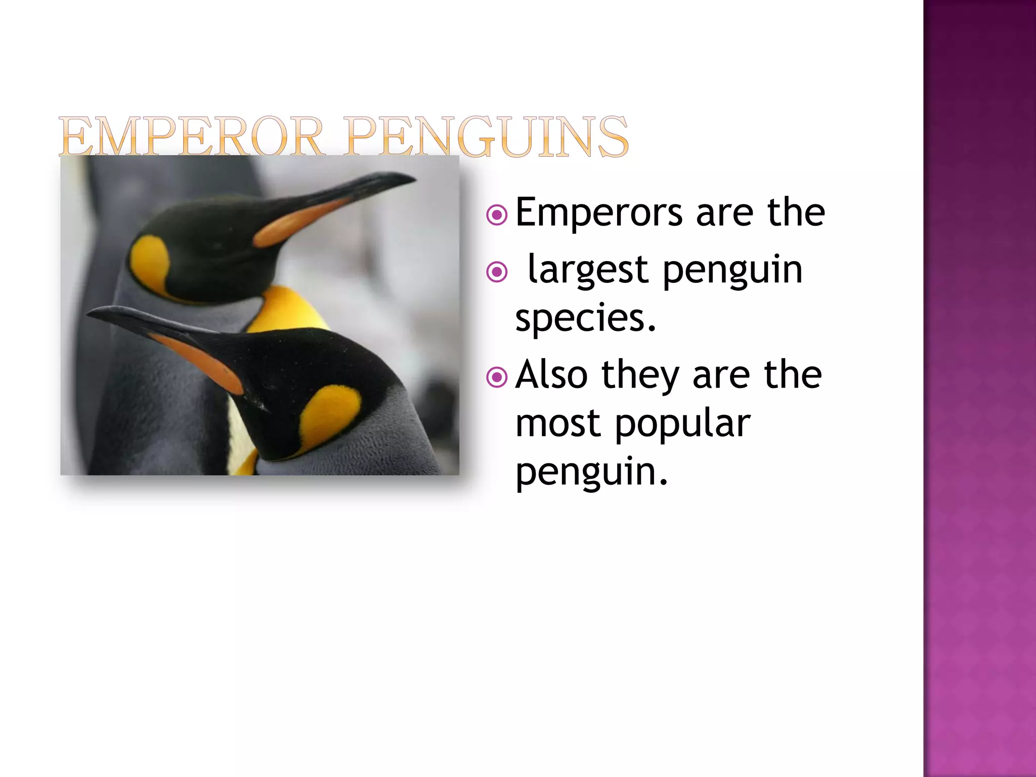  Emperors  are the
 largest penguin
  species.
 Also they are the
  most popular
  penguin.
 