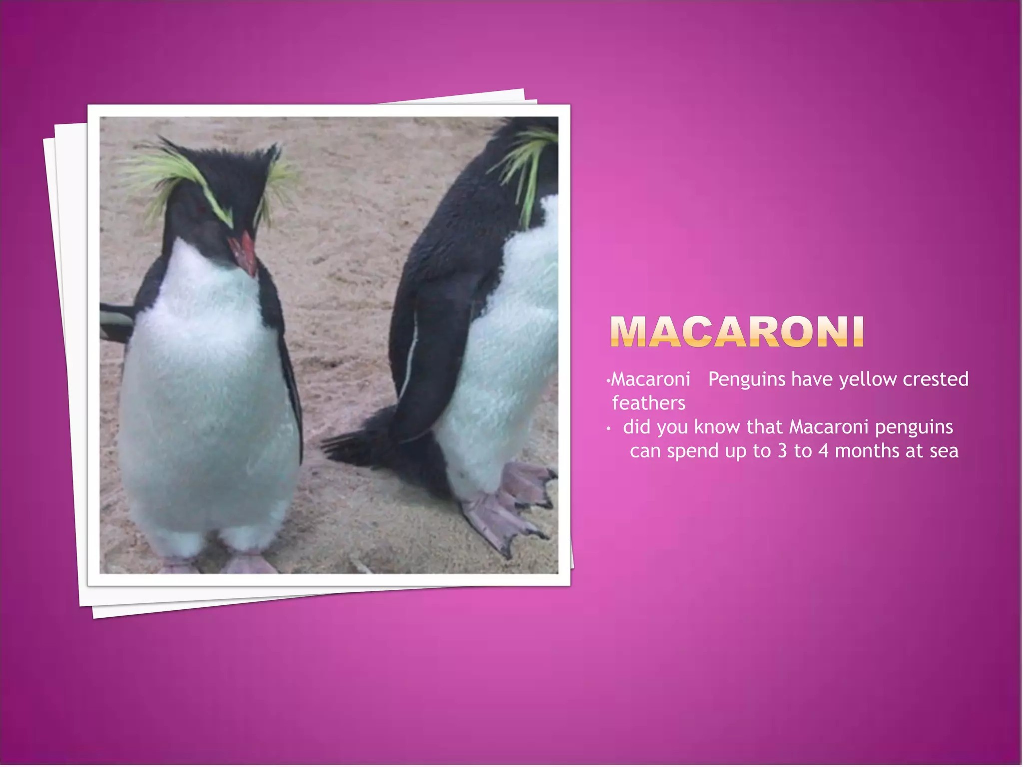 •Macaroni   Penguins have yellow crested
 feathers
• did you know that Macaroni penguins
   can spend up to 3 to 4 months at sea
 