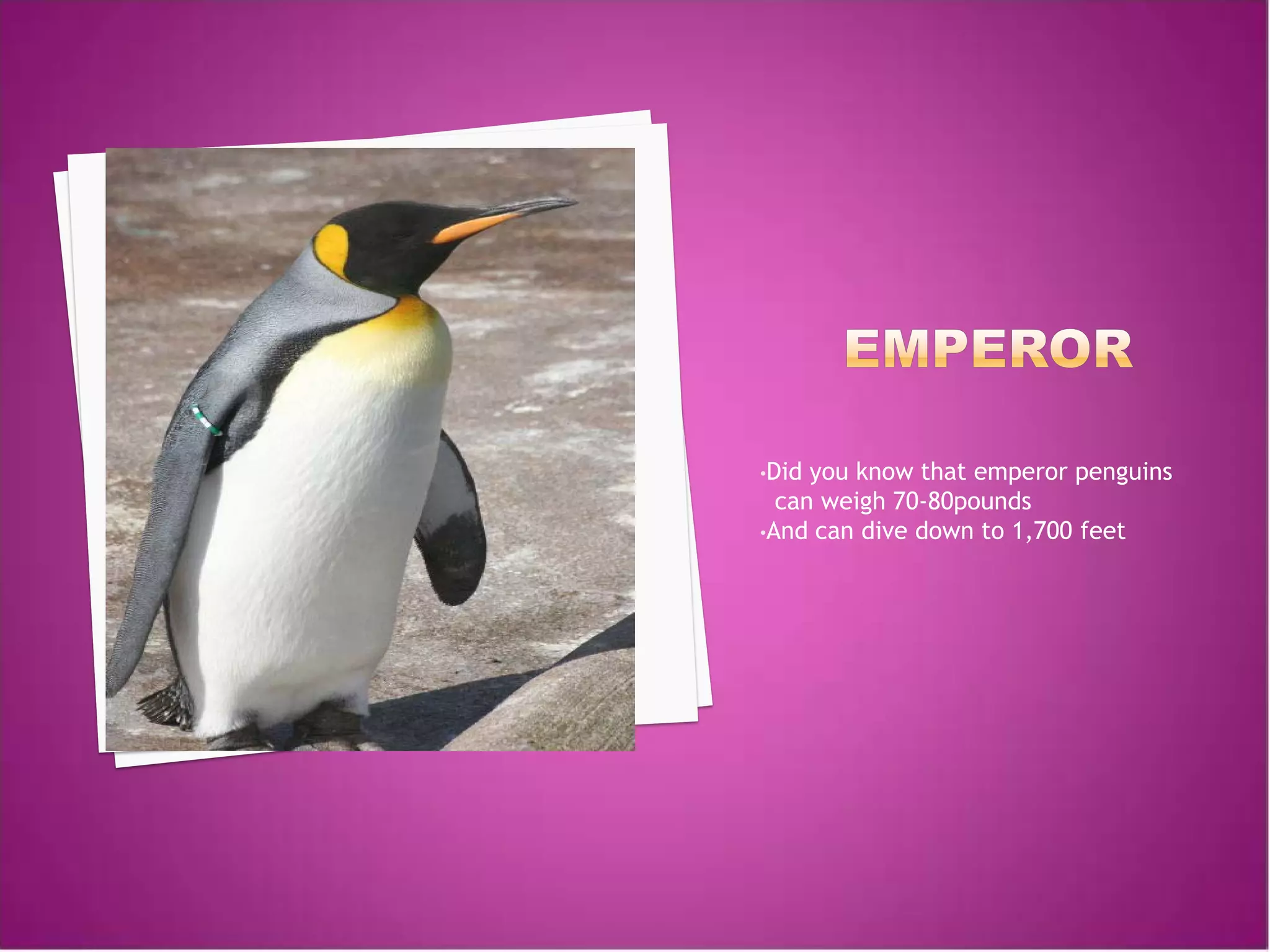 •Did you know that emperor penguins
  can weigh 70-80pounds
•And can dive down to 1,700 feet
 