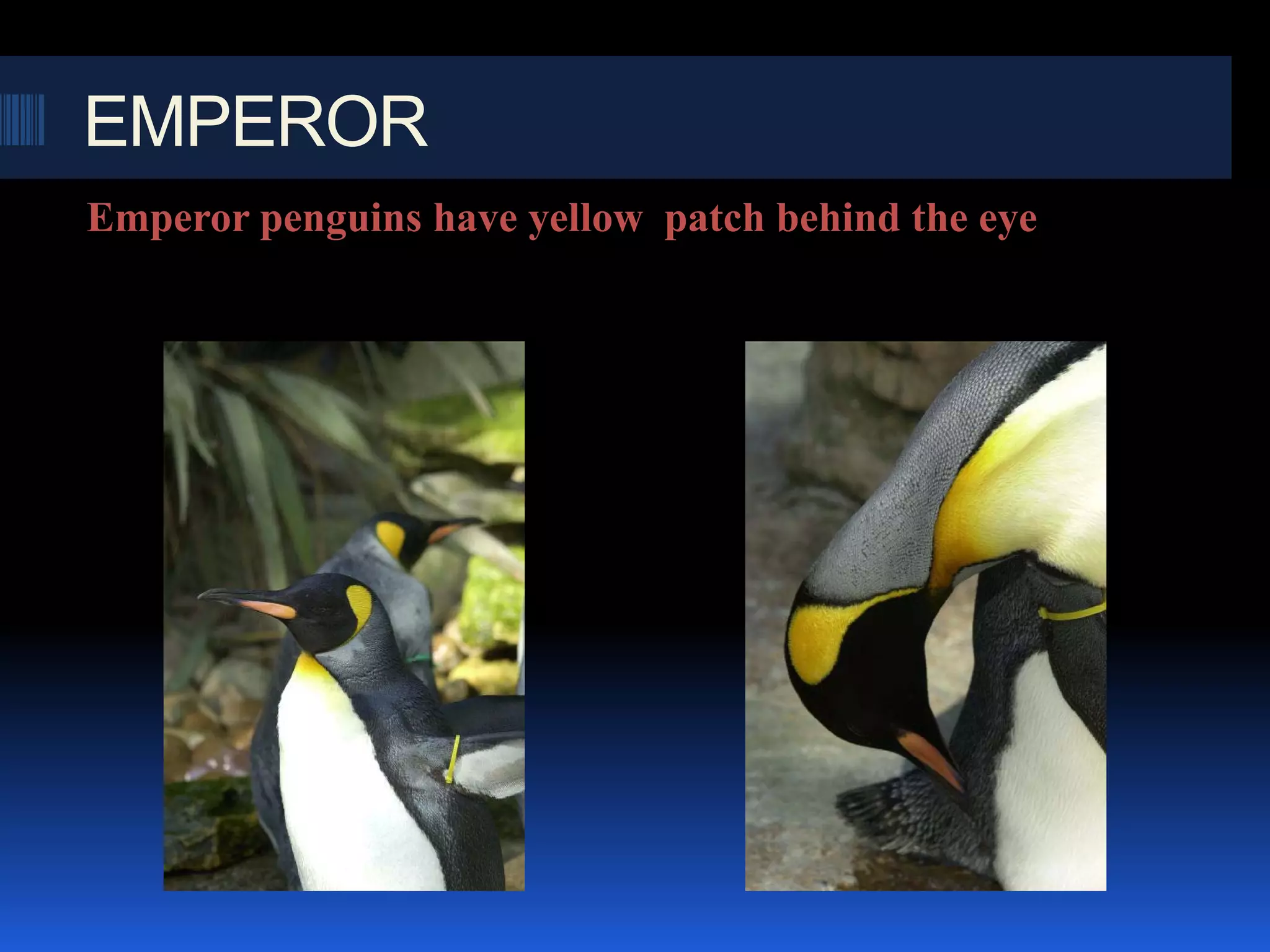 EMPEROR
Emperor penguins have yellow patch behind the eye
 