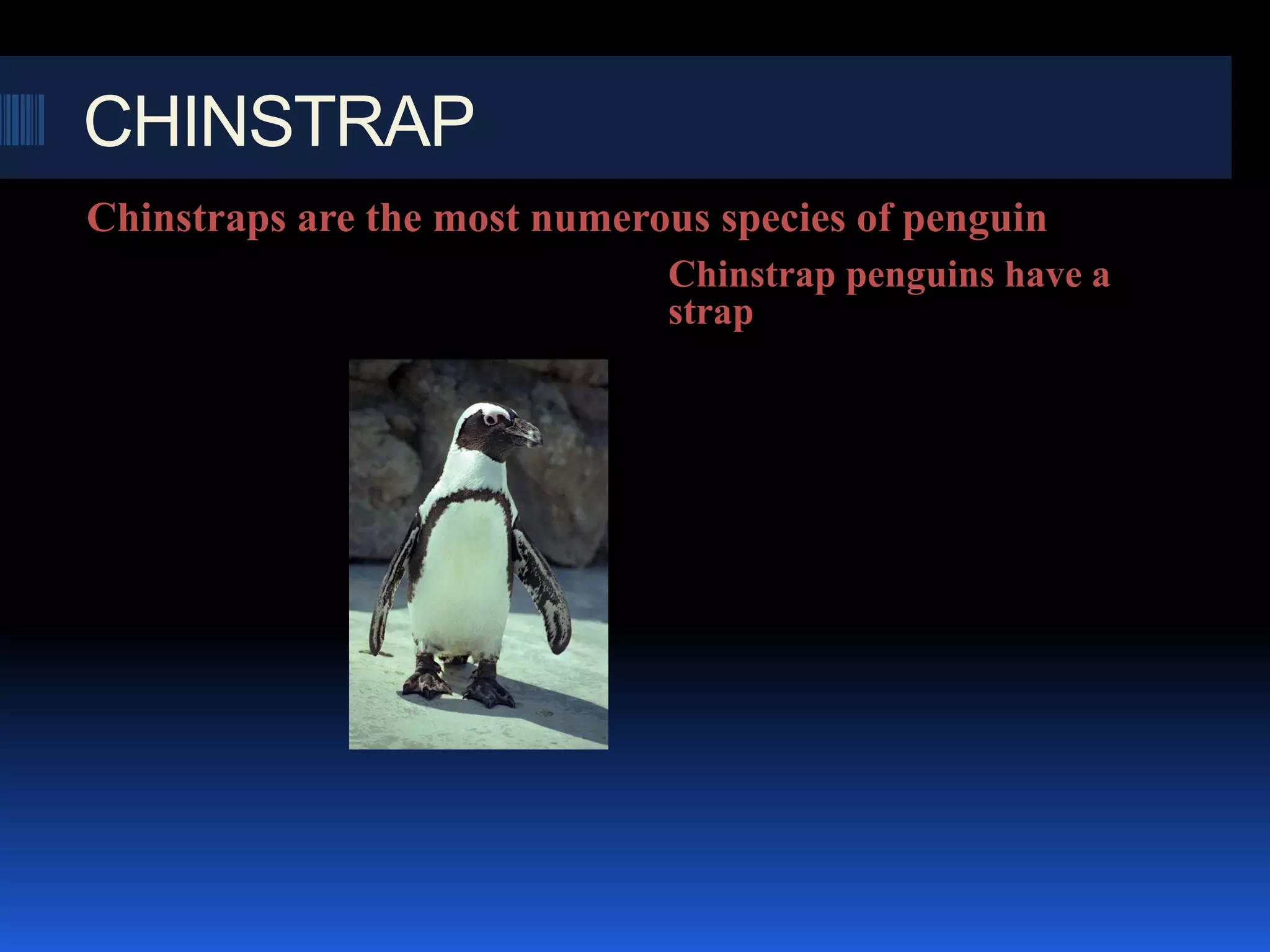 CHINSTRAP
Chinstraps are the most numerous species of penguin
                              Chinstrap penguins have a
                              strap
 