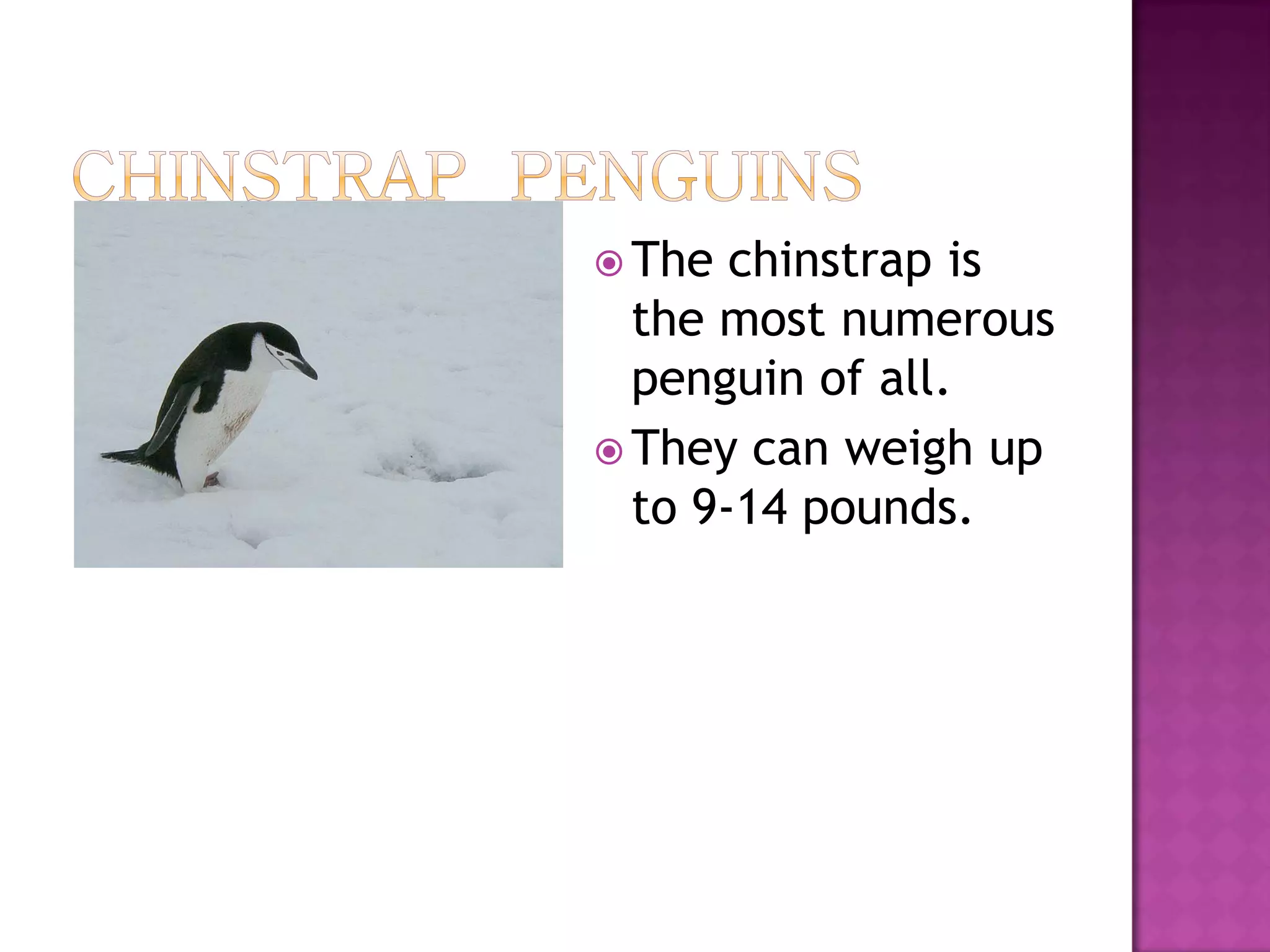  The  chinstrap is
  the most numerous
  penguin of all.
 They can weigh up
  to 9-14 pounds.
 