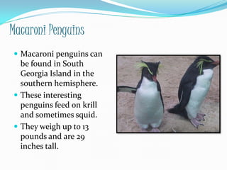 Macaroni Penguins
 Macaroni penguins can
  be found in South
  Georgia Island in the
  southern hemisphere.
 These interesting
  penguins feed on krill
  and sometimes squid.
 They weigh up to 13
  pounds and are 29
  inches tall.
 