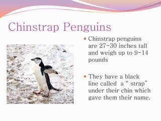 Chinstrap Penguins
              Chinstrap penguins
              are 27-30 inches tall
              and weigh up to 9-14
              pounds

              They have a black
              line called a “ strap”
              under their chin which
              gave them their name.
 