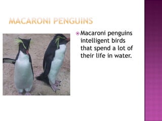  Macaroni  penguins
 intelligent birds
 that spend a lot of
 their life in water.
 