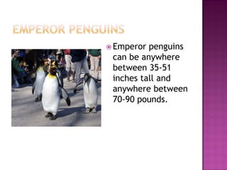  Emperor penguins
 can be anywhere
 between 35-51
 inches tall and
 anywhere between
 70-90 pounds.
 