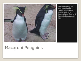 Macaroni penguins
                    can be found on
                    South Georgia island
                    in the southern
                    hemisphere. This bird
                    loves to toboggan on
                    ice.




Macaroni Penguins
 