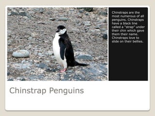 Chinstraps are the
                     most numerous of all
                     penguins. Chinstraps
                     have a black line
                     called a “strap” under
                     their chin which gave
                     them their name.
                     Chinstraps love to
                     slide on their bellies.




Chinstrap Penguins
 