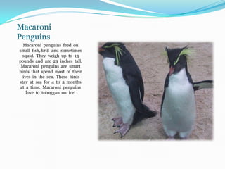 Macaroni
Penguins
  Macaroni penguins feed on
small fish, krill and sometimes
  squid. They weigh up to 13
pounds and are 29 inches tall.
 Macaroni penguins are smart
birds that spend most of their
 lives in the sea. These birds
stay at sea for 4 to 5 months
at a time. Macaroni penguins
    love to toboggan on ice!
 