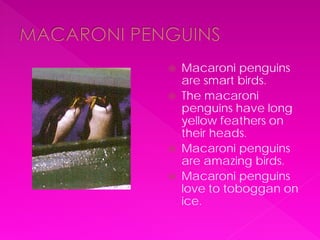    Macaroni penguins
    are smart birds.
   The macaroni
    penguins have long
    yellow feathers on
    their heads.
   Macaroni penguins
    are amazing birds.
   Macaroni penguins
    love to toboggan on
    ice.
 