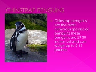    Chinstrap penguins
    are the most
    numerous species of
    penguins.These
    penguins are 27 30
    inches tall and can
    weigh up to 9 14
    pounds.
 