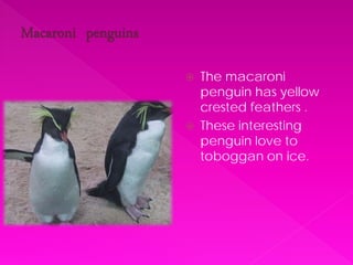    The macaroni
    penguin has yellow
    crested feathers .
   These interesting
    penguin love to
    toboggan on ice.
 