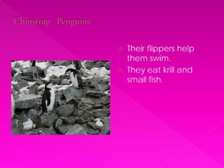    Their flippers help
    them swim.
   They eat krill and
    small fish.
 
