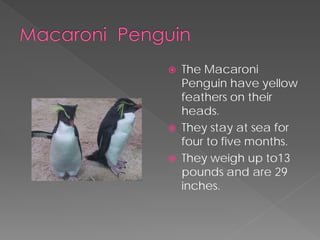    The Macaroni
    Penguin have yellow
    feathers on their
    heads.
   They stay at sea for
    four to five months.
   They weigh up to13
    pounds and are 29
    inches.
 
