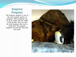 Emperor
        Penguins
The Emperor penguin is one of
  the most popular species of
 penguins. These penguins can
be 35-51 inches tall and weigh
  70-90 pounds. They are also
 the only penguins that stay in
    Antarctica! The emperor
penguins eat food like fish, krill
           and squid.
 