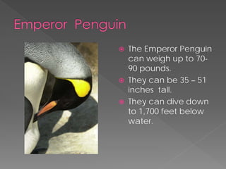    The Emperor Penguin
    can weigh up to 70-
    90 pounds.
   They can be 35 – 51
    inches tall.
   They can dive down
    to 1,700 feet below
    water.
 