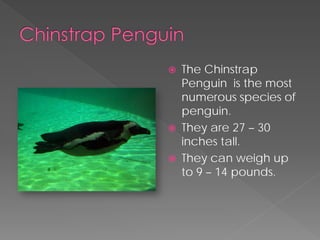    The Chinstrap
    Penguin is the most
    numerous species of
    penguin.
   They are 27 – 30
    inches tall.
   They can weigh up
    to 9 – 14 pounds.
 