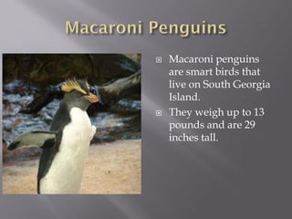    Macaroni penguins
    are smart birds that
    live on South Georgia
    Island.
   They weigh up to 13
    pounds and are 29
    inches tall.
 