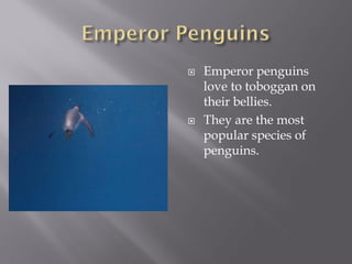    Emperor penguins
    love to toboggan on
    their bellies.
   They are the most
    popular species of
    penguins.
 