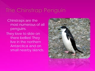 Chinstraps are the
  most numerous of all
  penguins.
They love to slide on
  there bellies! They
  live in the northern
  Antarctica and on
  small nearby islands.
 