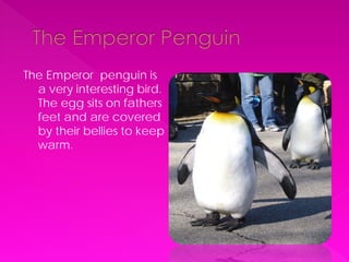 The Emperor penguin is
  a very interesting bird.
  The egg sits on fathers
  feet and are covered
  by their bellies to keep
  warm.
 