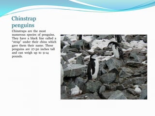 Chinstrap
penguins
Chinstraps are the most
numerous species of penguins.
They have a black line called a
“strap” under their chins which
gave them their name. These
penguins are 27-30 inches tall
and can weigh up to 9-14
pounds.
 