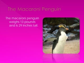 The macaroni penguin
  weighs 13 pounds
  and is 29 inches tall.
 