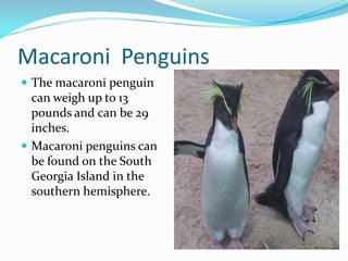 Macaroni Penguins
 The macaroni penguin
  can weigh up to 13
  pounds and can be 29
  inches.
 Macaroni penguins can
  be found on the South
  Georgia Island in the
  southern hemisphere.
 