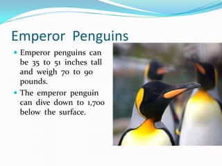 Emperor Penguins
 Emperor penguins can
  be 35 to 51 inches tall
  and weigh 70 to 90
  pounds.
 The emperor penguin
  can dive down to 1,700
  below the surface.
 