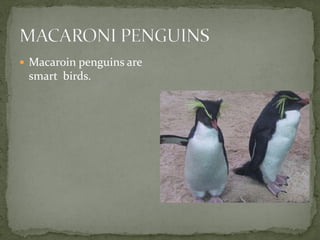  Macaroin penguins are
 smart birds.
 