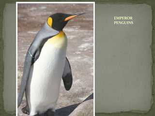 EMPEROR
PENGUINS
 