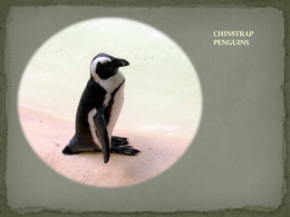 CHINSTRAP
PENGUINS
 