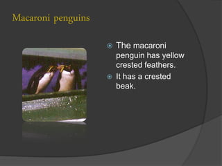 Macaroni penguins
                       The macaroni
                        penguin has yellow
                        crested feathers.
                       It has a crested
                        beak.
 