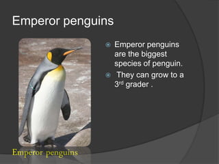 Emperor penguins
                      Emperor penguins
                       are the biggest
                       species of penguin.
                       They can grow to a
                       3rd grader .




Emperor penguins
 