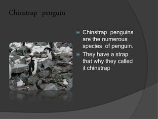 Chinstrap penguin
                       Chinstrap penguins
                        are the numerous
                        species of penguin.
                       They have a strap
                        that why they called
                        it chinstrap
 