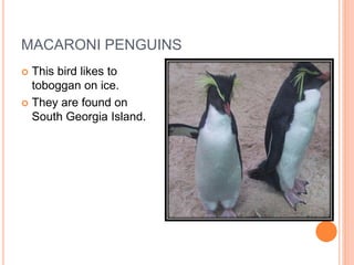 MACARONI PENGUINS
 This bird likes to
  toboggan on ice.
 They are found on
  South Georgia Island.
 