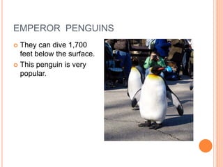 EMPEROR PENGUINS
 They can dive 1,700
  feet below the surface.
 This penguin is very
  popular.
 