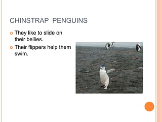 CHINSTRAP PENGUINS
 They like to slide on
  their bellies.
 Their flippers help them
  swim.
 