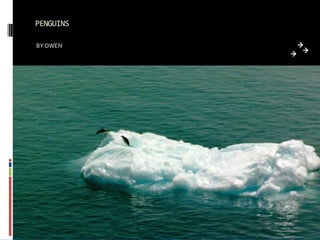 PENGUINS

BY OWEN
 