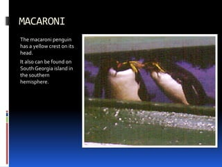 MACARONI
The macaroni penguin
has a yellow crest on its
head.
It also can be found on
South Georgia island in
the southern
hemisphere.
 