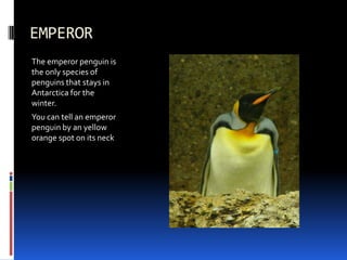 EMPEROR
The emperor penguin is
the only species of
penguins that stays in
Antarctica for the
winter.
You can tell an emperor
penguin by an yellow
orange spot on its neck
 