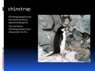 chinstrap
Chinstrap penguins are
the most numerous
species of penguins.
You can tell an
chinstrap penguin by a
strap under its chin.
 