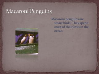 Macaroni penguins are
 smart birds. They spend
 most of their lives in the
 ocean.
 