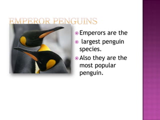  Emperors  are the
 largest penguin
  species.
 Also they are the
  most popular
  penguin.
 