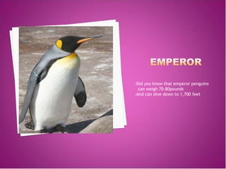 •Did you know that emperor penguins
  can weigh 70-80pounds
•And can dive down to 1,700 feet
 