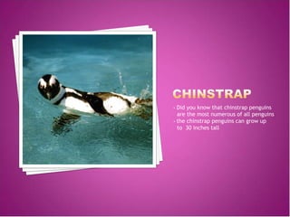 • Did you know that chinstrap penguins
  are the most numerous of all penguins
• the chinstrap penguins can grow up
  to 30 inches tall
 