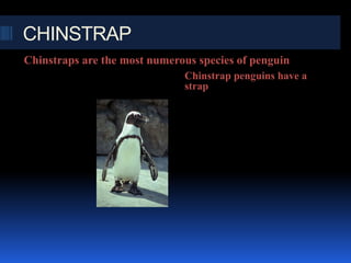 CHINSTRAP
Chinstraps are the most numerous species of penguin
                              Chinstrap penguins have a
                              strap
 