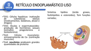 RETÍCULO ENDOPLAMÁSTICO LISO
EX1: Células hepáticas- inativação
de substâncias tóxicas
(medicamentos. Sedativos, álcool e
drogas);
EX2: Óvulos e espermatozoides-
produção de hormônios sexuais
(estradiol, progesterona e
testosterona).
Ex3: Células musculares-
armazenamento de Ca- (contração
muscular)
Ex4: neurônios produzem grandes
quantidades de proteína
Sintetiza lipídios (ácido graxos,
fosfolipídios e esteroides); Tem funções
variadas;
 