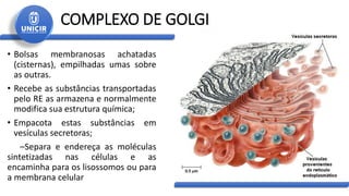 COMPLEXO DE GOLGI
• Bolsas membranosas achatadas
(cisternas), empilhadas umas sobre
as outras.
• Recebe as substâncias transportadas
pelo RE as armazena e normalmente
modifica sua estrutura química;
• Empacota estas substâncias em
vesículas secretoras;
–Separa e endereça as moléculas
sintetizadas nas células e as
encaminha para os lisossomos ou para
a membrana celular
 